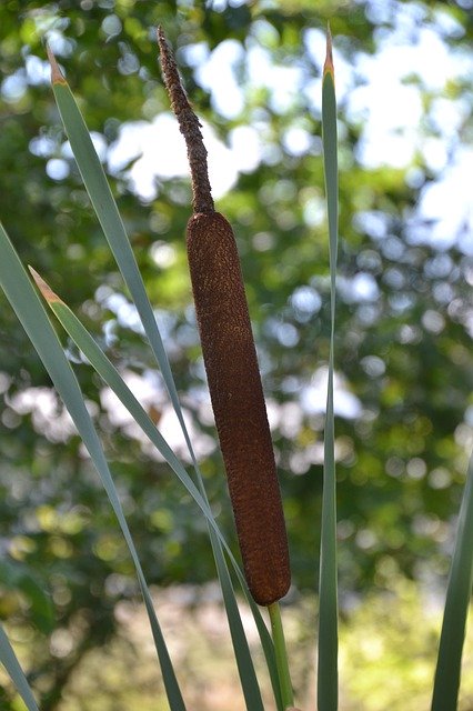 Muat turun percuma Cattail Reed Plant - foto atau gambar percuma untuk diedit dengan editor imej dalam talian GIMP