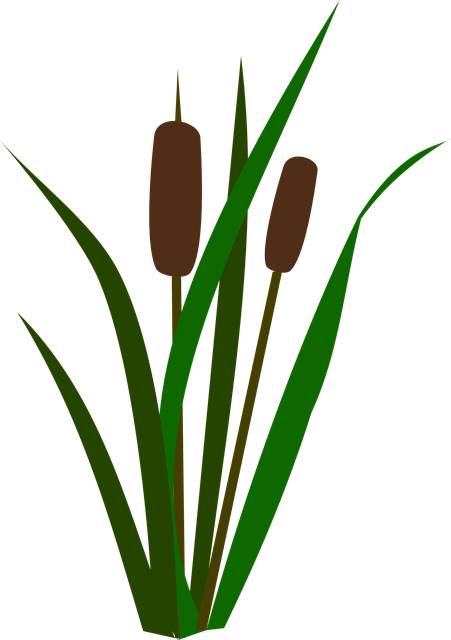 Free download Cattails Bulrush Marsh - Free vector graphic on Pixabay free illustration to be edited with GIMP free online image editor