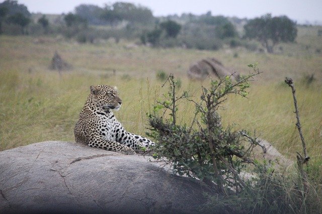 Free picture Cat Tanzania Safari -  to be edited by GIMP free image editor by OffiDocs