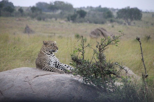 Free download Cat Tanzania Safari -  free photo or picture to be edited with GIMP online image editor