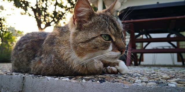 Téléchargement gratuit de Cat Terrace - photo ou image gratuite à éditer avec l'éditeur d'images en ligne GIMP
