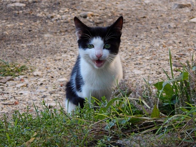 Gratis download Cat The Animals Of House - gratis foto of afbeelding om te bewerken met GIMP online afbeeldingseditor