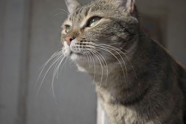 Free download Cat Thinking Animal -  free photo or picture to be edited with GIMP online image editor