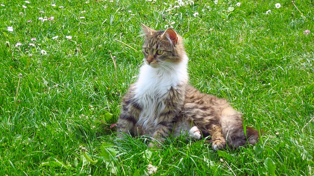 Free graphic cat thoroughbred maine coon fur to be edited by GIMP free image editor by OffiDocs