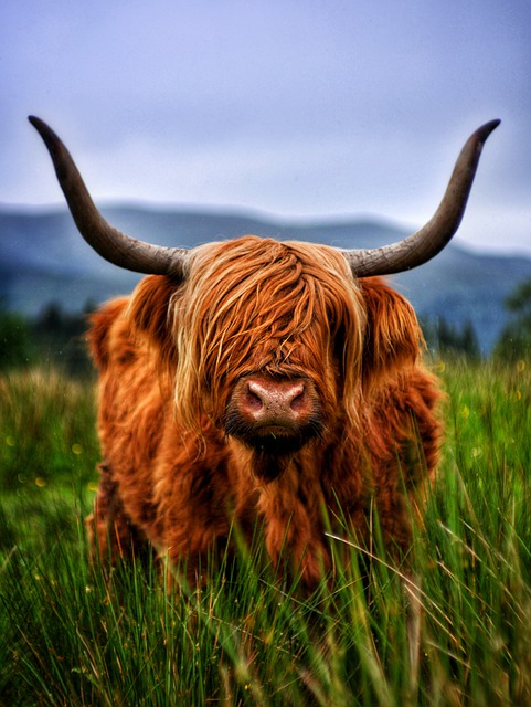 Free download cattle beef highland free picture to be edited with GIMP free online image editor