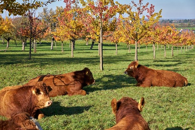 Templat Foto Pertanian Lembu Lembu - untuk OffiDocs