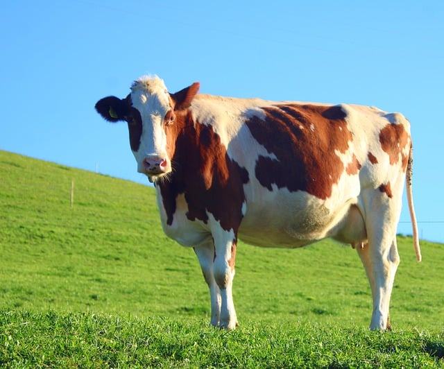 Free download cattle cow agriculture beef rural free picture to be edited with GIMP free online image editor