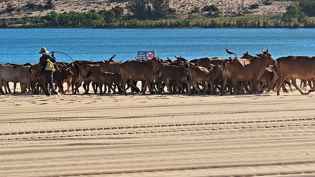 Free download cattle cow animals bull mammal free picture to be edited with GIMP free online image editor