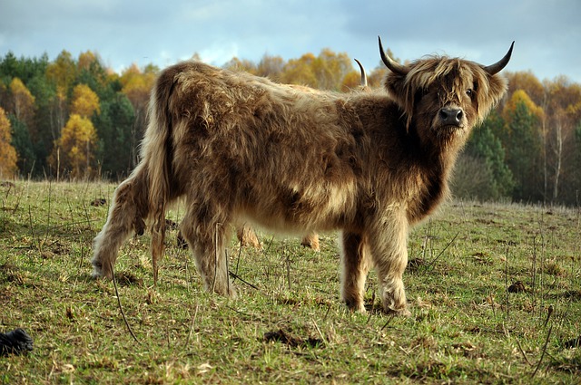 Free download cattle cow horns species animal free picture to be edited with GIMP free online image editor