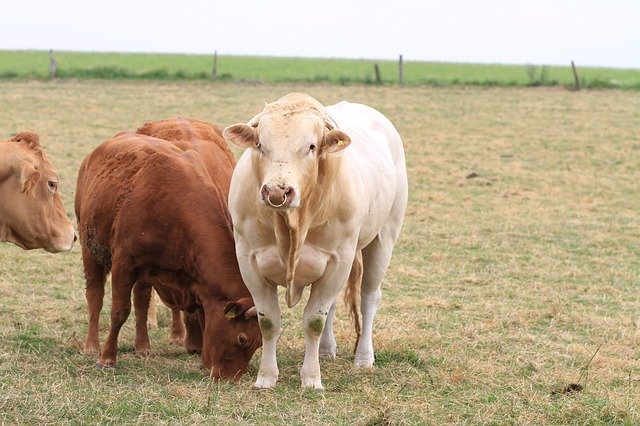 Gratis download Cattle Cows Cow - gratis foto of afbeelding om te bewerken met GIMP online afbeeldingseditor
