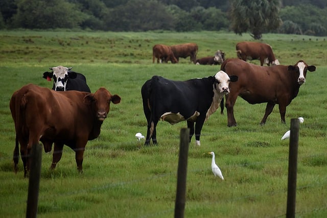 Free download cattle cows farm birds animals free picture to be edited with GIMP free online image editor