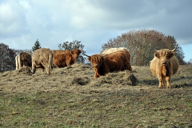Free download cattle cows horns pasture breeding free picture to be edited with GIMP free online image editor