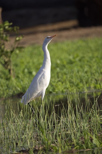 Free download cattle egret bird nature color free picture to be edited with GIMP free online image editor