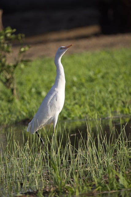 Gratis download koereiger vogel natuur kleur gratis foto om te bewerken met GIMP gratis online afbeeldingseditor