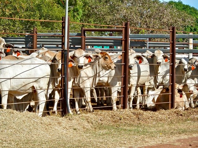تنزيل مجاني Cattle Enclosure Penned - صورة مجانية أو صورة يتم تحريرها باستخدام محرر الصور عبر الإنترنت GIMP