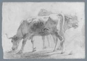 Free download Cattle (from McGuire Scrapbook) free photo or picture to be edited with GIMP online image editor