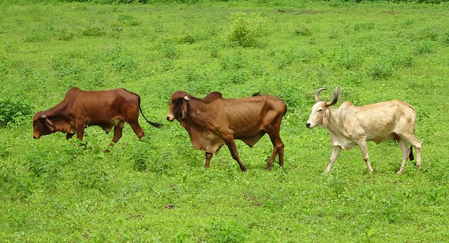 Free download cattle gir breed bull cow brahman free picture to be edited with GIMP free online image editor