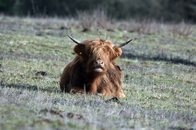 قم بتنزيل صورة مجانية لتربية الحيوانات لقرون الماشية لتحريرها باستخدام محرر الصور المجاني عبر الإنترنت GIMP