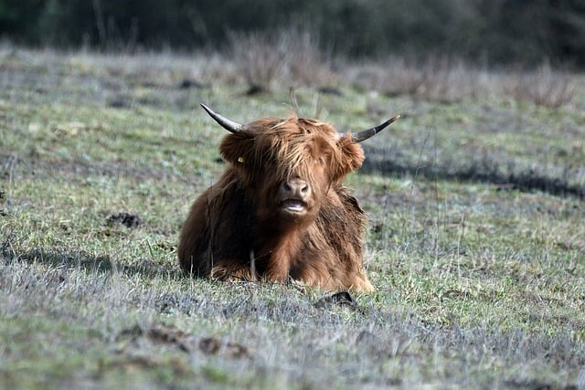 Free download cattle horns animal breeding free picture to be edited with GIMP free online image editor
