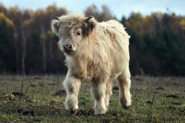 Free download cattle horns animals breeding free picture to be edited with GIMP free online image editor