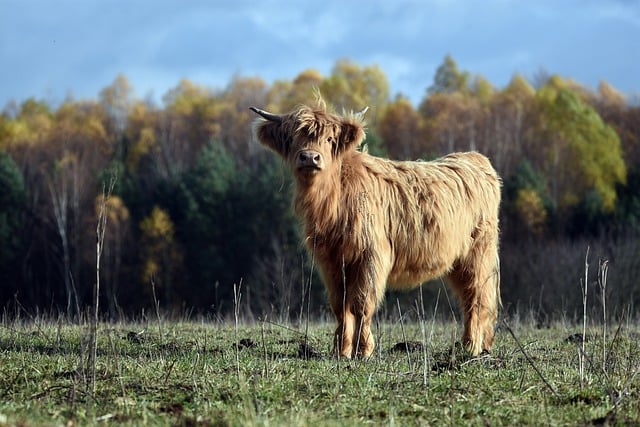 Free download cattle horns breeding race animal free picture to be edited with GIMP free online image editor