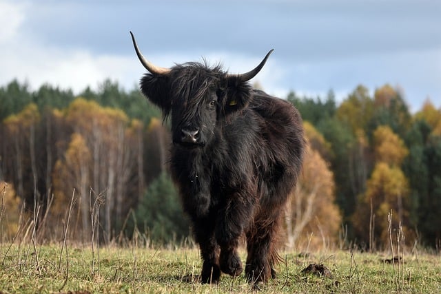 Unduh gratis gambar gratis peternakan sapi tanduk sapi jantan untuk diedit dengan editor gambar online gratis GIMP