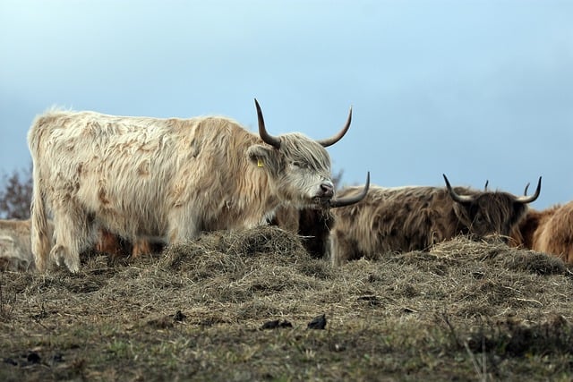 Free download cattle horns bull cow pasture hay free picture to be edited with GIMP free online image editor