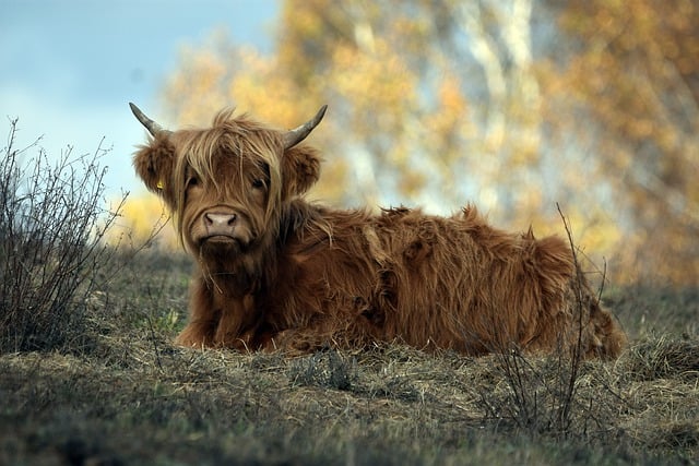 Free download cattle horns pasture nature cow free picture to be edited with GIMP free online image editor