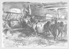 Free download Cattle in a Stable free photo or picture to be edited with GIMP online image editor