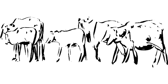 Descărcare gratuită Bovine Animale - Grafică vectorială gratuită pe Pixabay ilustrație gratuită pentru a fi editată cu editorul de imagini online gratuit GIMP