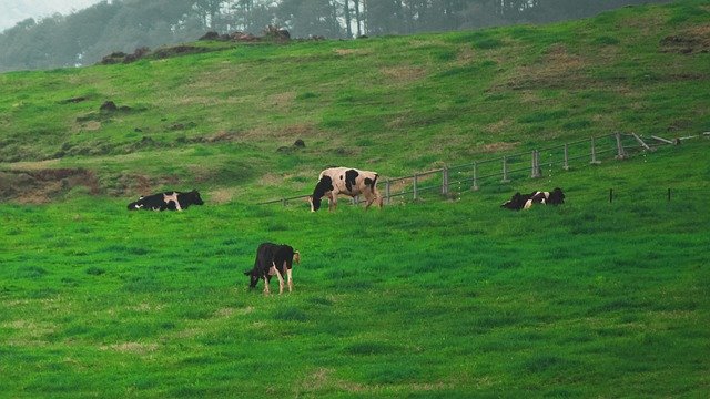 Kostenloser Download Cattle Livestock Grass - kostenloses Foto oder Bild zur Bearbeitung mit GIMP Online-Bildbearbeitung