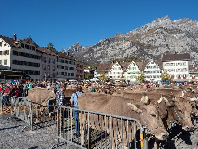 Free download Cattle Show Market Cows -  free photo or picture to be edited with GIMP online image editor