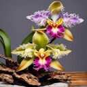 Cattleya Hoang Vu wallpaper  screen for extension Chrome web store in OffiDocs Chromium