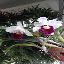 Cattleya orchid wallpaper  screen for extension Chrome web store in OffiDocs Chromium