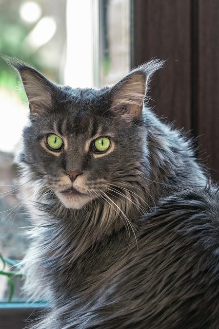 ดาวน์โหลดฟรี cat tomcat มองแมวบ้านแมวฟรีรูปภาพที่จะแก้ไขด้วย GIMP โปรแกรมแก้ไขรูปภาพออนไลน์ฟรี