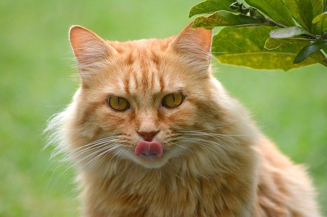 Muat turun percuma gambar percuma lidah kucing lidah kucing merah mabuk untuk diedit dengan editor imej dalam talian percuma GIMP