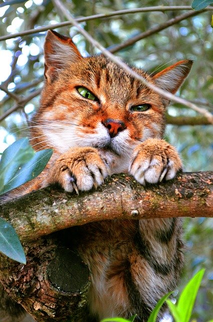 Muat turun percuma Cat Tree Animal - foto atau gambar percuma untuk diedit dengan editor imej dalam talian GIMP
