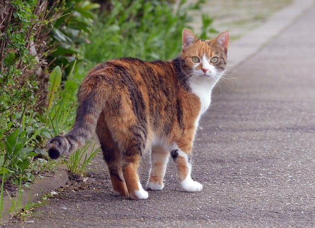 Free download cat tricolor domestic cat road free picture to be edited with GIMP free online image editor
