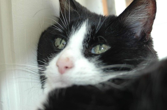 تنزيل Cat Tuxedo Green Eyes مجانًا - صورة مجانية أو صورة يتم تحريرها باستخدام محرر الصور عبر الإنترنت GIMP
