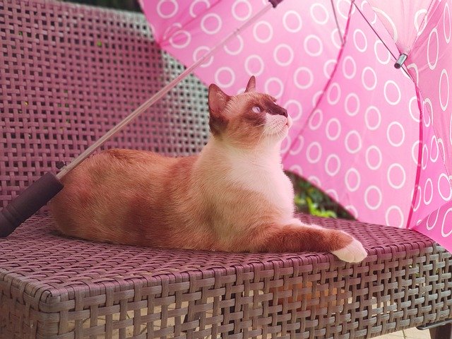 टेम्पलेट फोटो बिल्ली छाता आराम - OffiDocs . के लिए