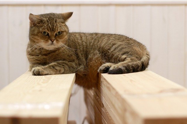 Gratis download Cat Vacation Wool - gratis foto of afbeelding om te bewerken met GIMP online afbeeldingseditor
