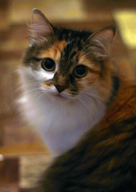 Free picture Cat View Eyes -  to be edited by GIMP free image editor by OffiDocs