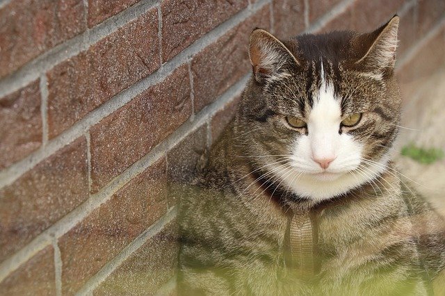 Free picture Cat Vigilant Pet Domestic -  to be edited by GIMP free image editor by OffiDocs