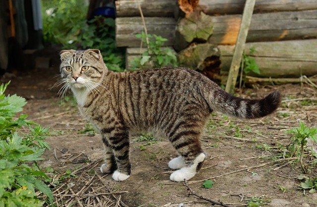 Free download Cat Village Dacha -  free photo or picture to be edited with GIMP online image editor