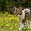 Cat walking on the grass and flowers  screen for extension Chrome web store in OffiDocs Chromium