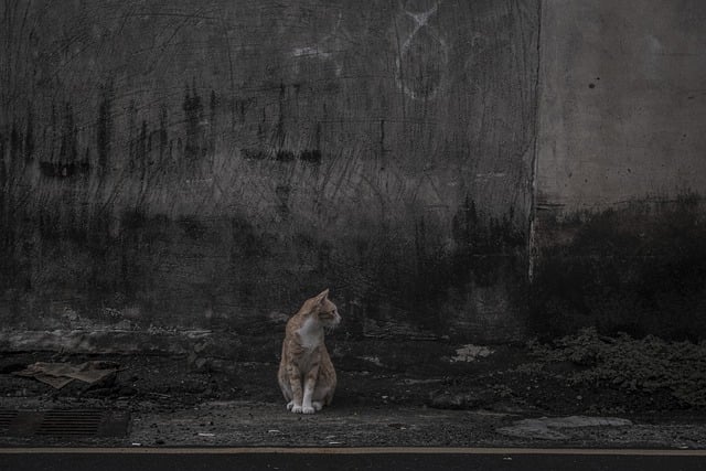 Descarga gratuita gato wall street al aire libre gato callejero imagen gratis para editar con el editor de imágenes en línea gratuito GIMP