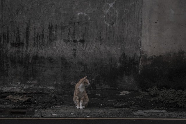 Free download cat wall street outdoors stray cat free picture to be edited with GIMP free online image editor