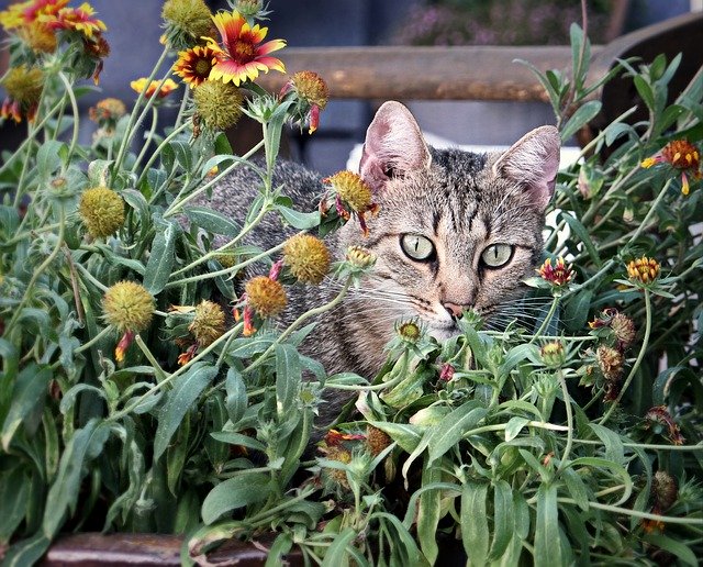 Download gratuito Cat Watch Flowers - foto o immagine gratuita da modificare con l'editor di immagini online di GIMP