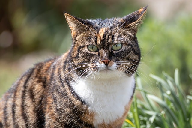 Free download cat whiskers cat face grass nature free picture to be edited with GIMP free online image editor