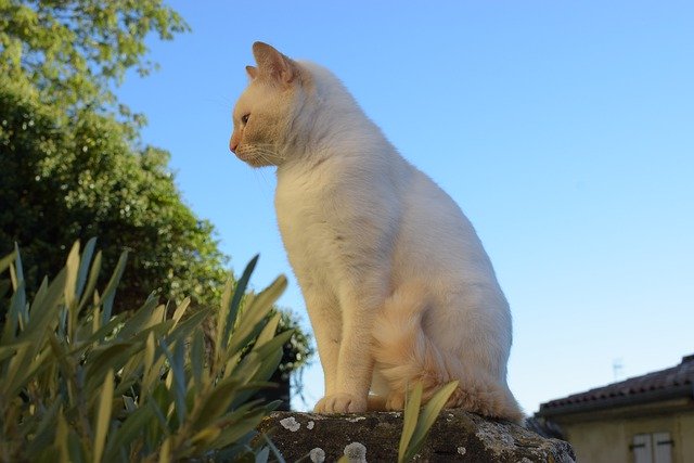 Unduh gratis Cat White Animals - foto atau gambar gratis untuk diedit dengan editor gambar online GIMP